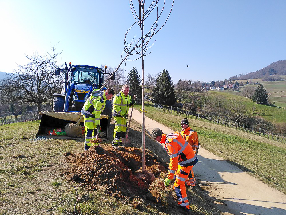 Klima-Au-IMG_20220309_104632Baumpflanzung